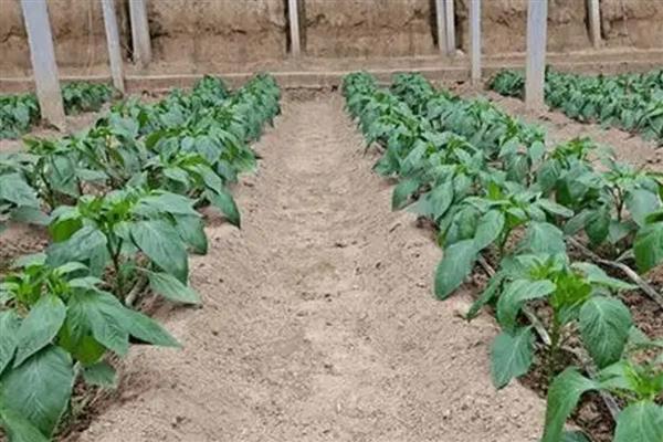 怎么种植有机辣椒，盛果期每隔7天浇一次水
