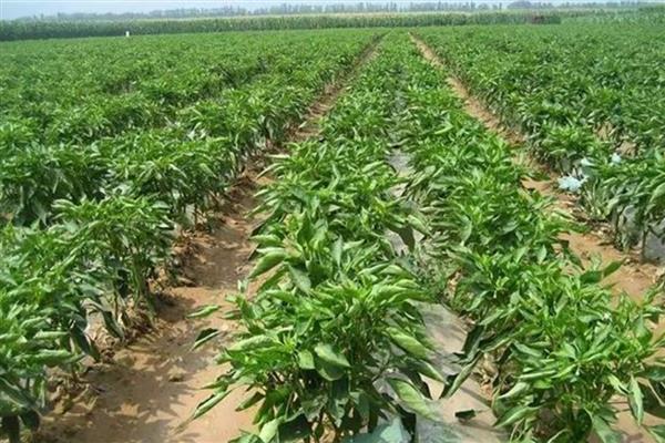 怎么种植有机辣椒，盛果期每隔7天浇一次水