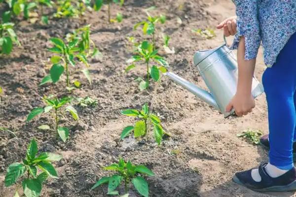 怎么种植有机辣椒，盛果期每隔7天浇一次水