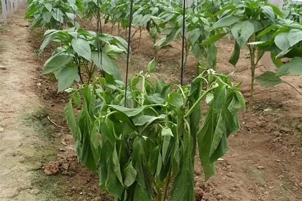怎么种植有机辣椒，盛果期每隔7天浇一次水