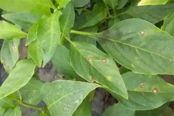怎么种植有机辣椒，盛果期每隔7天浇一次水
