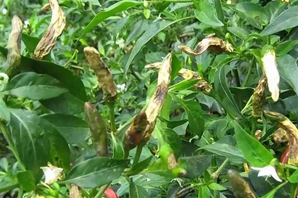 怎么种植有机辣椒，盛果期每隔7天浇一次水