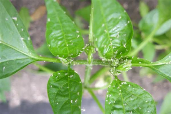 怎么种植有机辣椒，盛果期每隔7天浇一次水