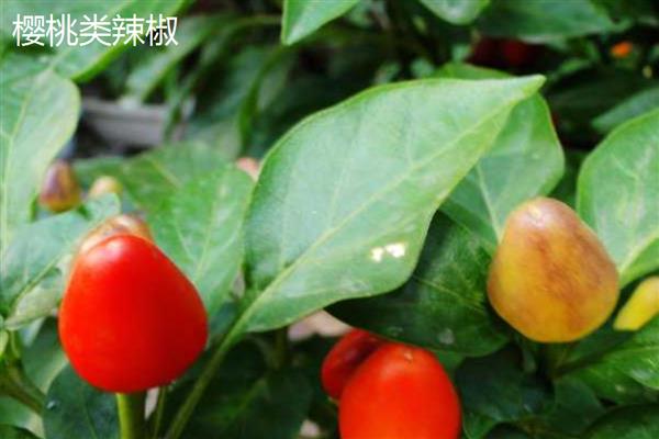 怎么种植有机辣椒，盛果期每隔7天浇一次水