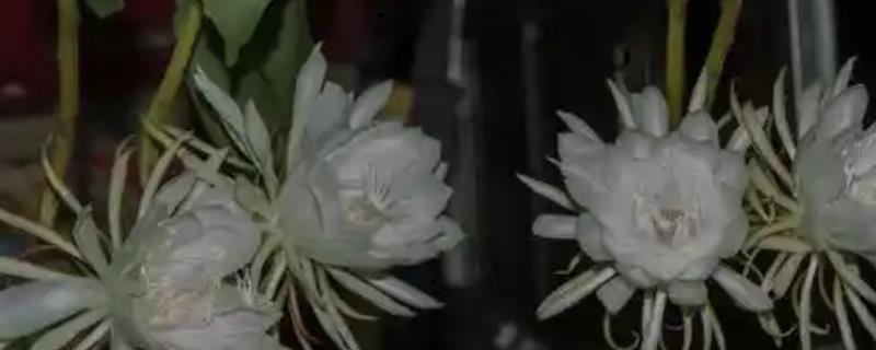 昙花的家庭养法，放在一个通风好的地方养护