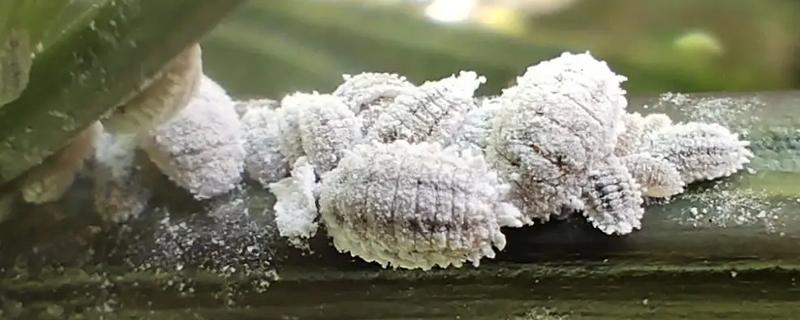 蚧壳虫是怎么长出来的，是从土壤里的虫卵中孵化出来的