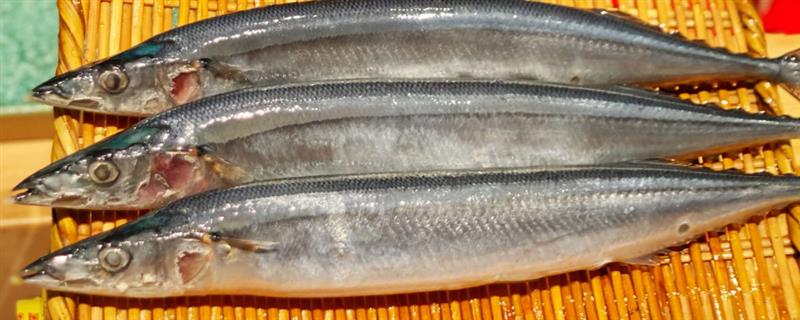 秋刀鱼和鲅鱼的区别，前者属于竹刀鱼科、后者属于鲅科