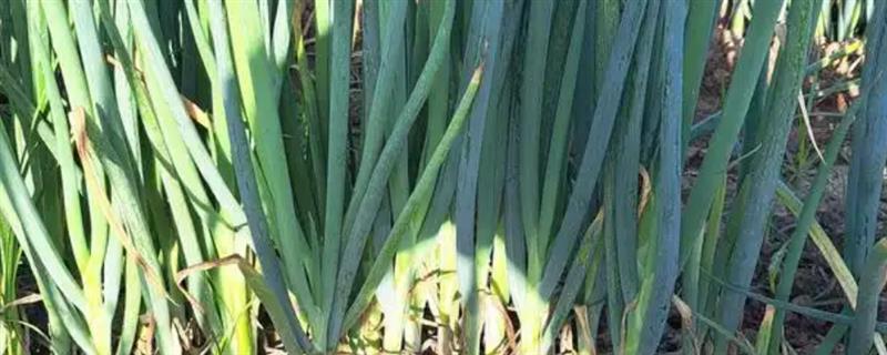 白露过后适合种植什么蔬菜，适合种大葱、洋葱、油菜等