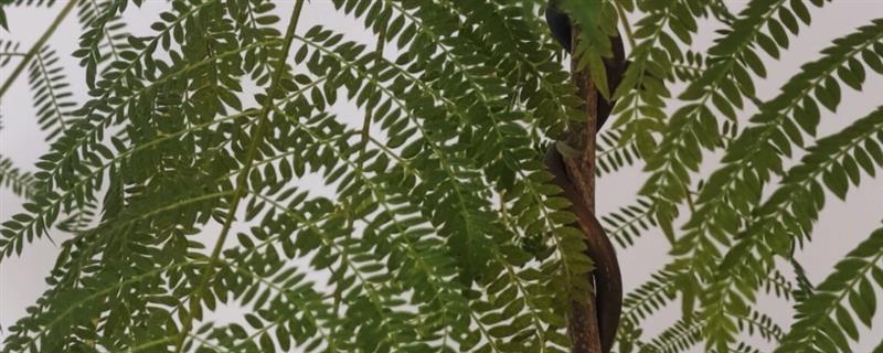 蓝花楹什么时候掉叶，每年秋末叶片便会逐渐干枯凋落