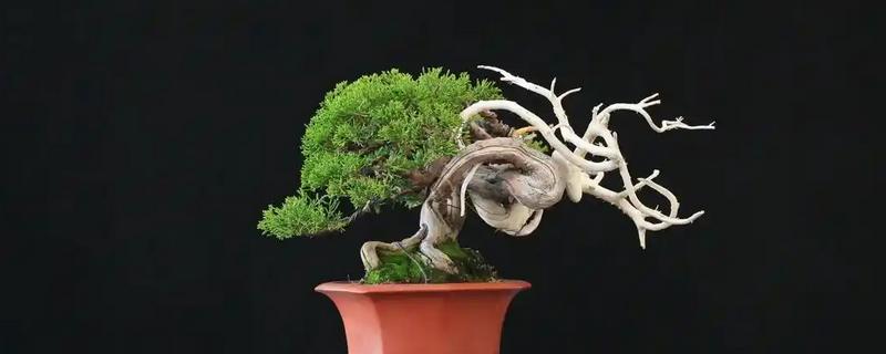 真柏冬季耐寒几度，冬季耐寒零下20℃