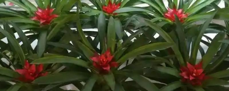 凤梨花与鸿运当头的区别，两者属于同种植物