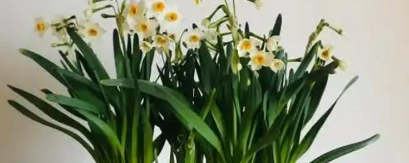 冬天养什么花，适合养虎刺梅、水仙花等