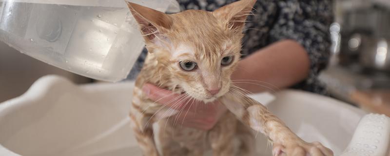 猫跳蚤寄生在哪里，会隐藏在家里的各个地方