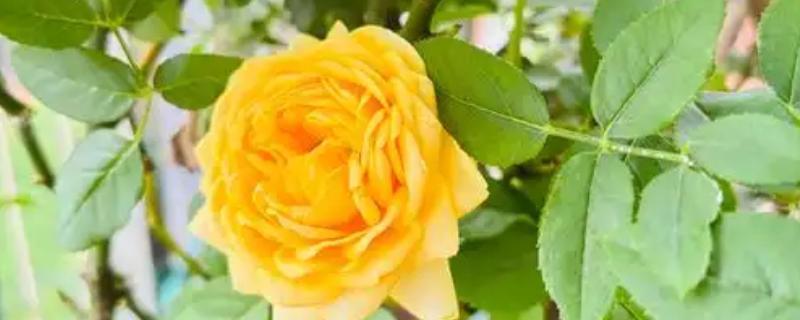 花语是对不起的花卉有哪些，常见黄玫瑰、风信子、石生花等品种