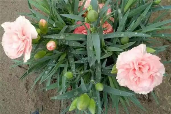 康乃馨有没有花粉，会出现在花朵盛开时