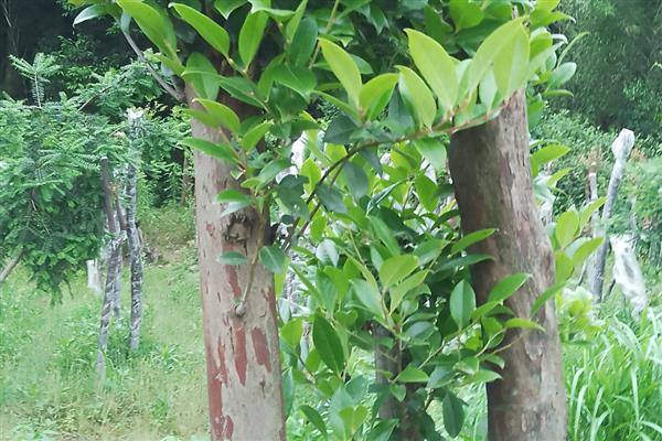 乌饭树几月下山桩容易活，来年的11月到次年的3月都可以