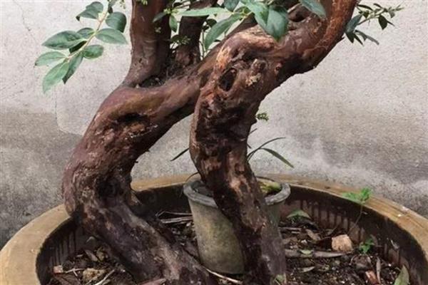 乌饭树几月下山桩容易活，来年的11月到次年的3月都可以