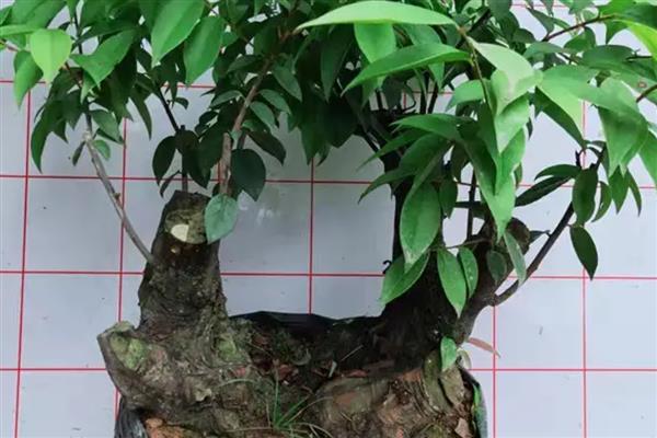 乌饭树几月下山桩容易活，来年的11月到次年的3月都可以