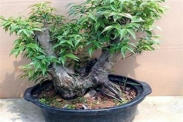 乌饭树几月下山桩容易活，来年的11月到次年的3月都可以