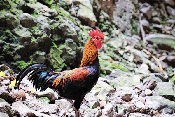 公鸡吃小石子的原因，是为了磨碎食物、增加钙质