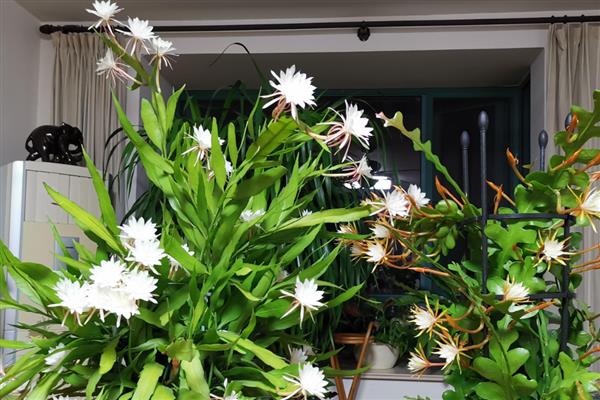 昙花的家庭养法，放在一个通风好的地方养护