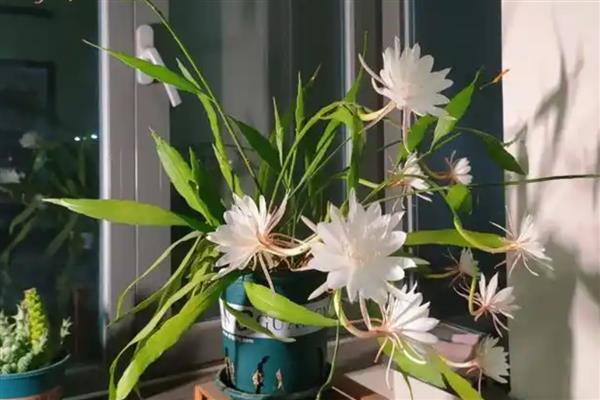 昙花的家庭养法，放在一个通风好的地方养护