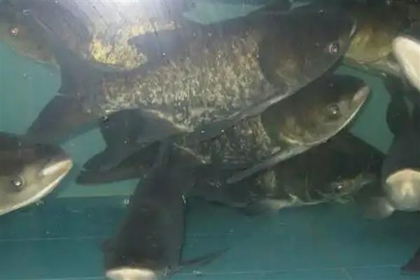 大头鱼怎么养殖，让池水保持一定的肥沃度