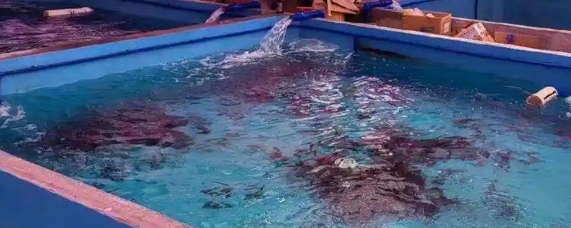 各种海鲜怎么养殖，养龙虾要把水温保持在20℃左右