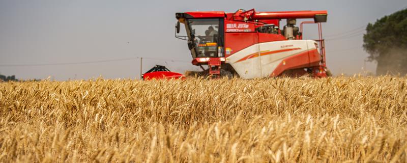 冬小麦怎么种植，返青期要追施复合肥