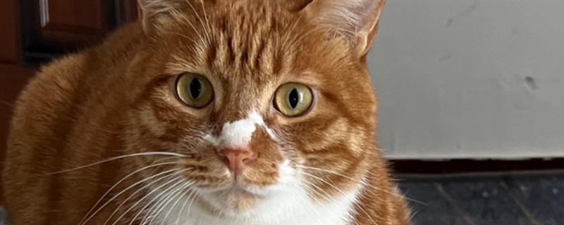 主人一走猫就叫的原因，可能是缺乏安全感、有分离焦虑症等因素造成