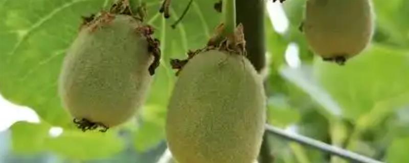 猕猴桃结果后施哪种肥，追施复合肥可确保果实正常生长