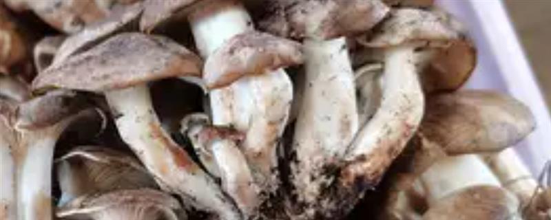 冷菌的市场前景，市场前景广阔