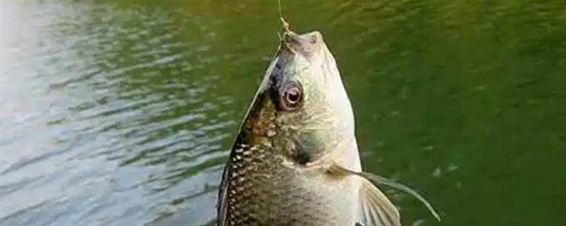 钓罗非鱼用哪种窝料，垂钓小罗非鱼首选腥饵