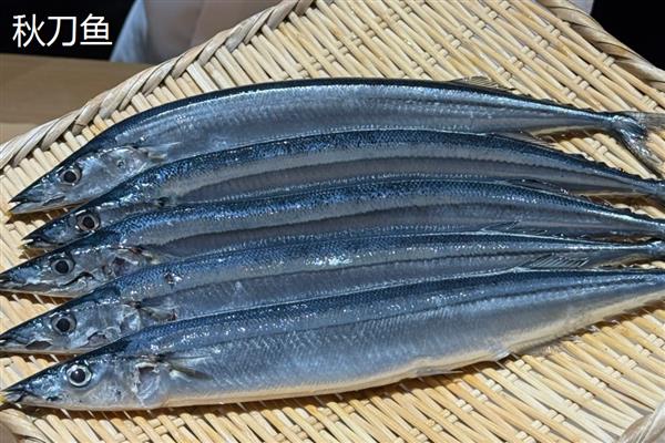 秋刀鱼和鲅鱼的区别,前者属于竹刀鱼科、后者属于鲅科
