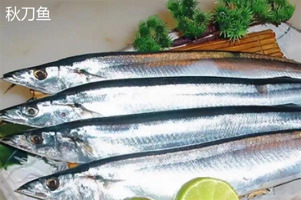 秋刀鱼和鲅鱼的区别,前者属于竹刀鱼科、后者属于鲅科
