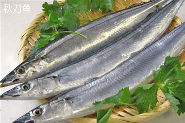 秋刀鱼和鲅鱼的区别,前者属于竹刀鱼科、后者属于鲅科