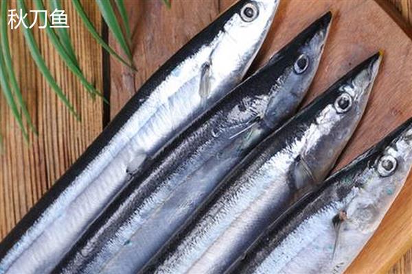 秋刀鱼和鲅鱼的区别,前者属于竹刀鱼科、后者属于鲅科