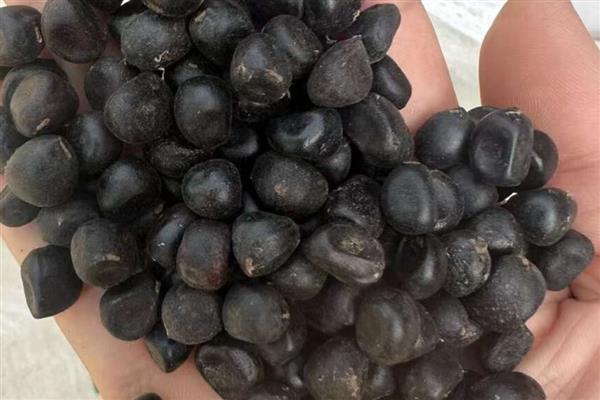 牡丹花怎么栽培，出苗后每隔7-10天浇一次水