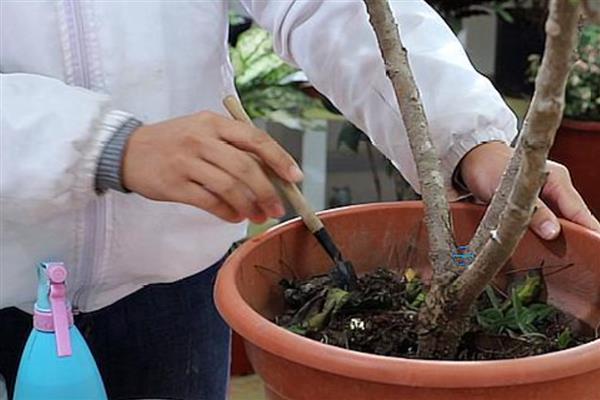 牡丹花怎么栽培，出苗后每隔7-10天浇一次水