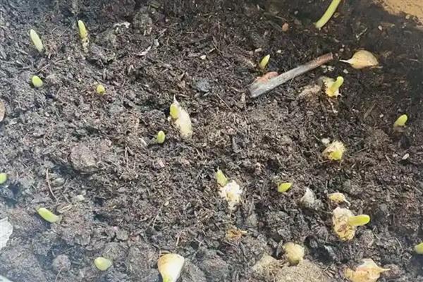 蒜苗的种植方法，底肥以有机肥为佳