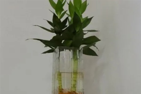 莲花竹怎么水养，水位只需没过根系