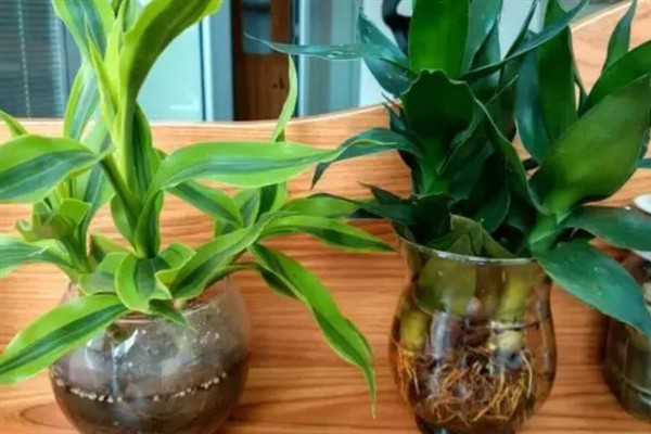 莲花竹怎么水养，水位只需没过根系