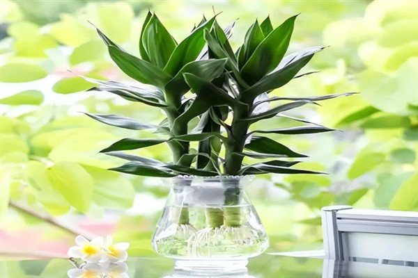 莲花竹怎么水养，水位只需没过根系