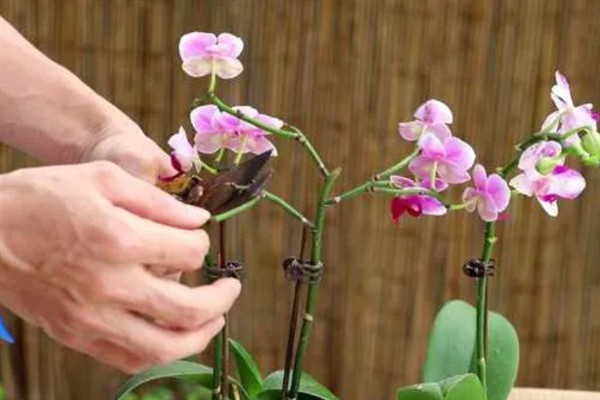 蝴蝶兰开完花要不要剪除杆子，修剪后可以节省养分加快恢复速度