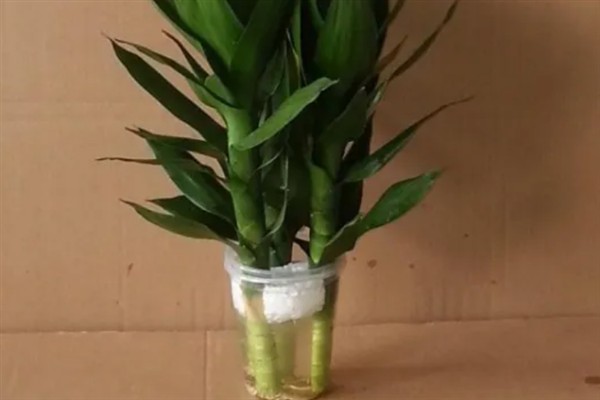 莲花竹怎么水养，水位只需没过根系