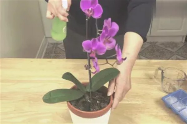 蝴蝶兰开完花要不要剪除杆子，修剪后可以节省养分加快恢复速度