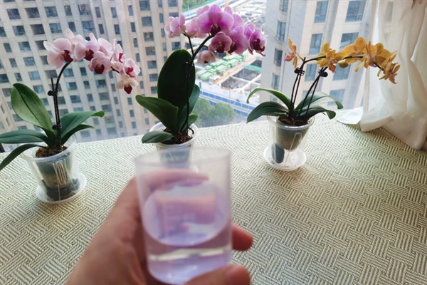 蝴蝶兰开完花要不要剪除杆子，修剪后可以节省养分加快恢复速度