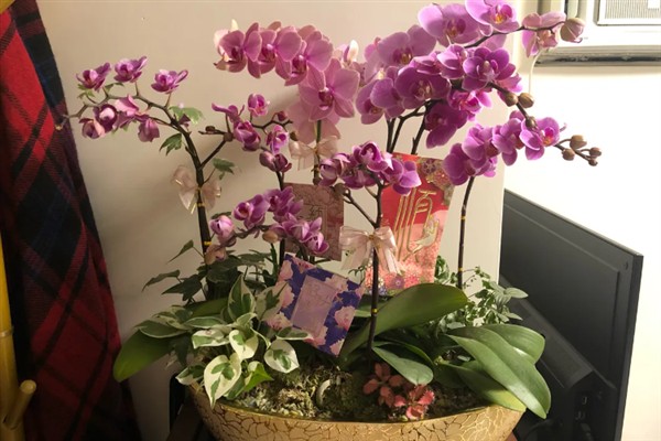 蝴蝶兰开完花要不要剪除杆子，修剪后可以节省养分加快恢复速度