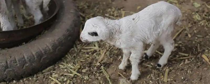 羔羊瘫软如何防治，发病后及时治疗