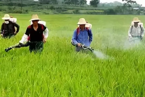 使用代森锰锌要注意什么，在发病前期或初期用药